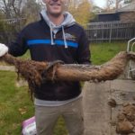 Tree Roots Infiltration - The Plumbing &Amp; Electrical Doctor