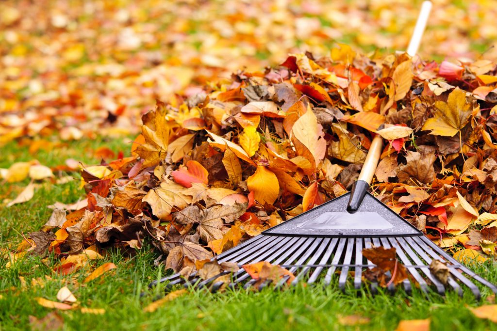 Leaves & Rake