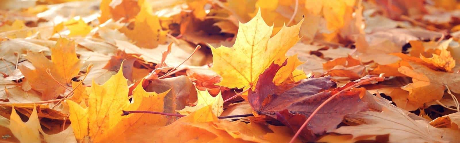 Read more about the article Plumbing Tips For Autumn
