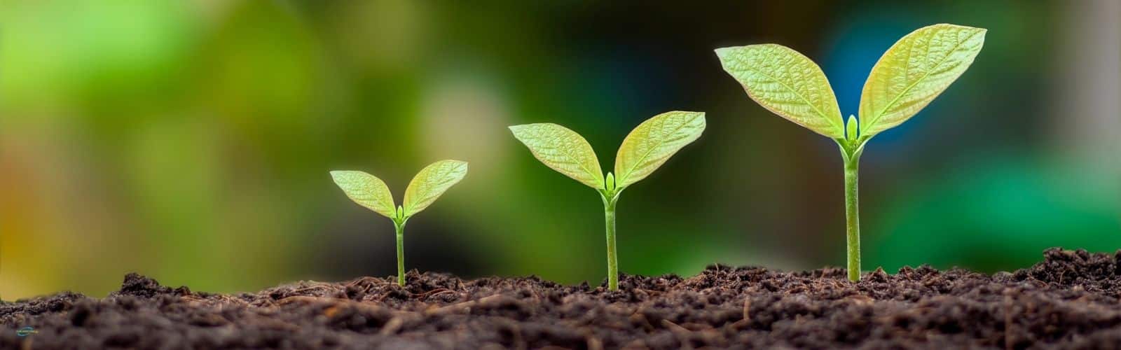 Read more about the article 4 Green Plumbing Tips so you can Save Water
