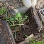 Stormwater Drain Getting Blocked