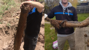 Blocked Pipe Tree Root Removal