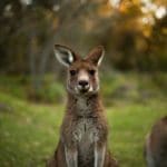 Plumber In Morisset Park