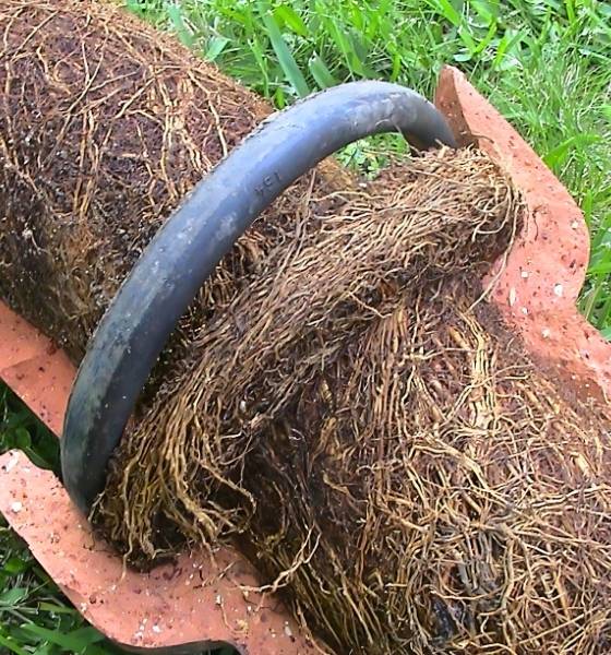 Roots are Accumulating and Blocking the Drain