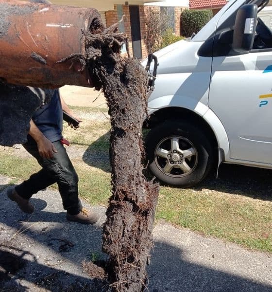 The Tree Roots are Blocking the Drain