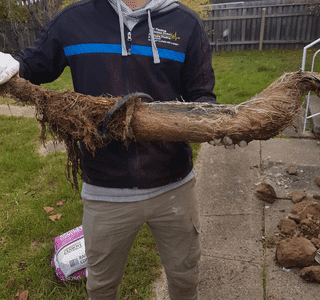 Tree Roots Infiltration