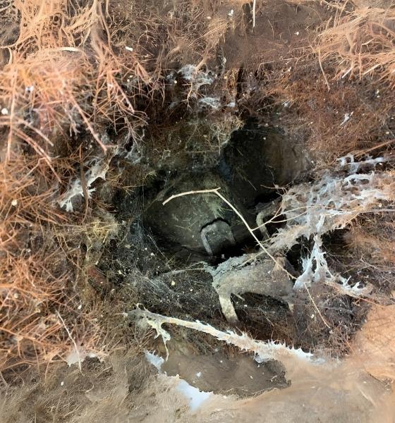 Tree Roots in Sewer