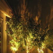 External Lighting Of Trees