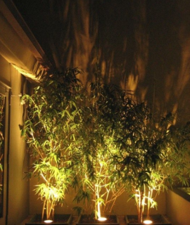 External Lighting Of Trees