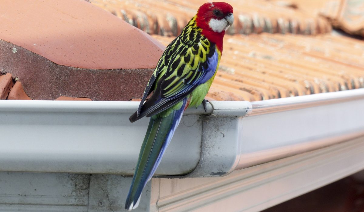 Gutter Maintenance During Spring