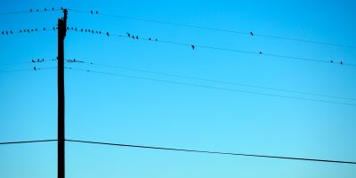 Birds On Power Lines