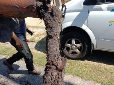 The Tree Roots are Blocking the Drain The Tree Roots are Blocking the Drain