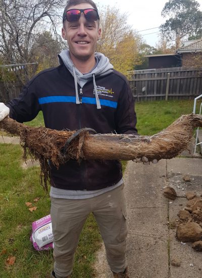 Tree Roots Infiltration - The Plumbing &Amp; Electrical Doctor