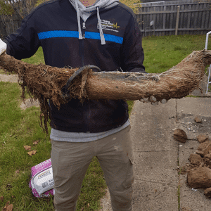 Tree Roots Infiltration