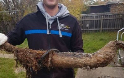 Tree Roots Infiltration