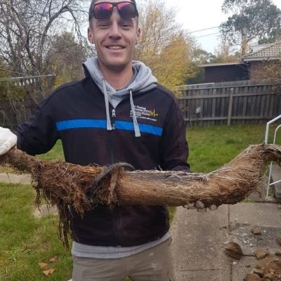 Tree Roots Infiltration