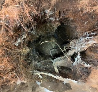 Tree Roots in Sewer