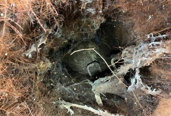 Tree Roots in Sewer