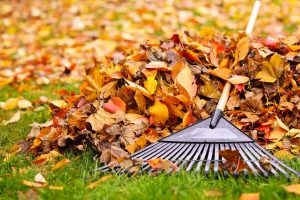 Leaves &Amp; Rake
