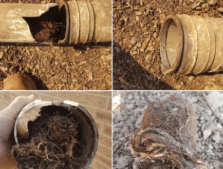 tree root removal 12.5 tree root removal 12.5