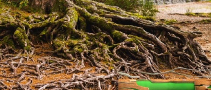 Tree Roots Cause Blocked Drains