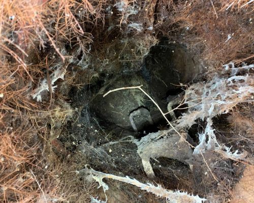Tree Roots In Sewer