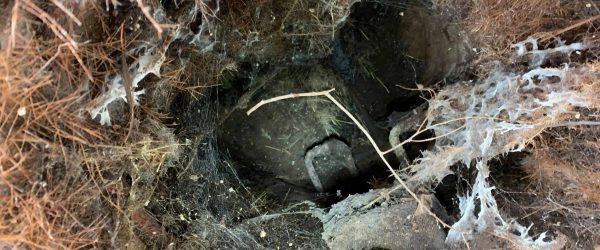 Tree Roots In Sewer